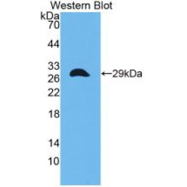 Cbp/p300 Interacting Transactivator, With Glu/Asp Rich Carboxy Terminal Domain 1 (CITED1) Mouse Polyclonal Antibody
