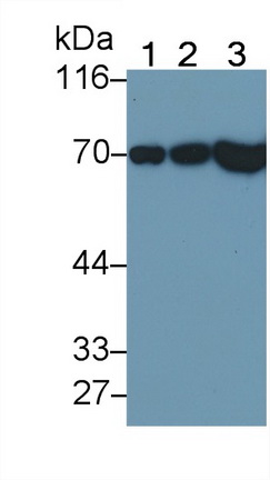 Succinate Dehydrogenase Complex Subunit A (SDHA) Mouse Polyclonal Antibody