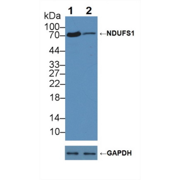NADH Dehydrogenase Ubiquinone Fe-S Protein 1 (NDUFS1) Human Polyclonal Antibody
