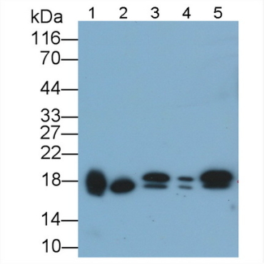 Non Metastatic Cells 2, Protein NM23B Expressed In (NME2) Mouse Polyclonal Antibody