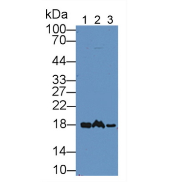 Non Metastatic Cells 1, Protein NM23A Expressed In (NME1) Mouse Polyclonal Antibody