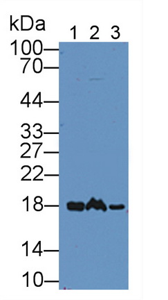 Non Metastatic Cells 1, Protein NM23A Expressed In (NME1) Mouse Polyclonal Antibody