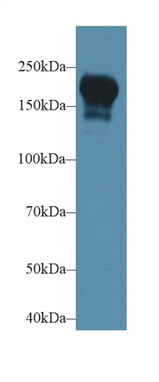 Phosphoinositide-3-Kinase Class-2-Beta Polypeptide (PIK3C2b) Rat Polyclonal Antibody