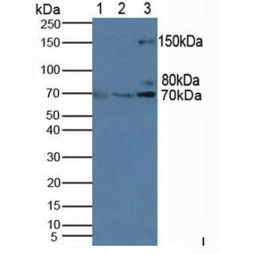 Phosphoinositide-3-Kinase Adaptor Protein 1 (PIK3AP1) Human Polyclonal Antibody