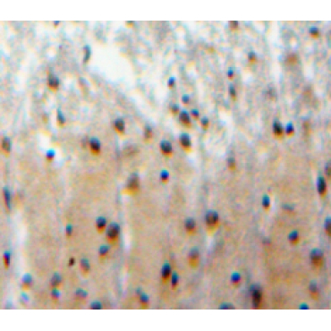 F-Box And WD Repeat Domain Containing Protein 7 (FBXW7) Mouse Polyclonal Antibody