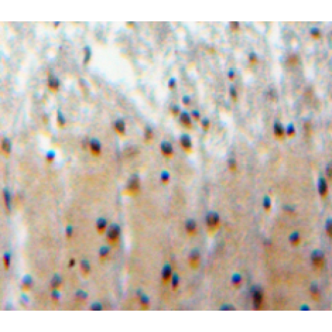 F-Box And WD Repeat Domain Containing Protein 7 (FBXW7) Mouse Polyclonal Antibody