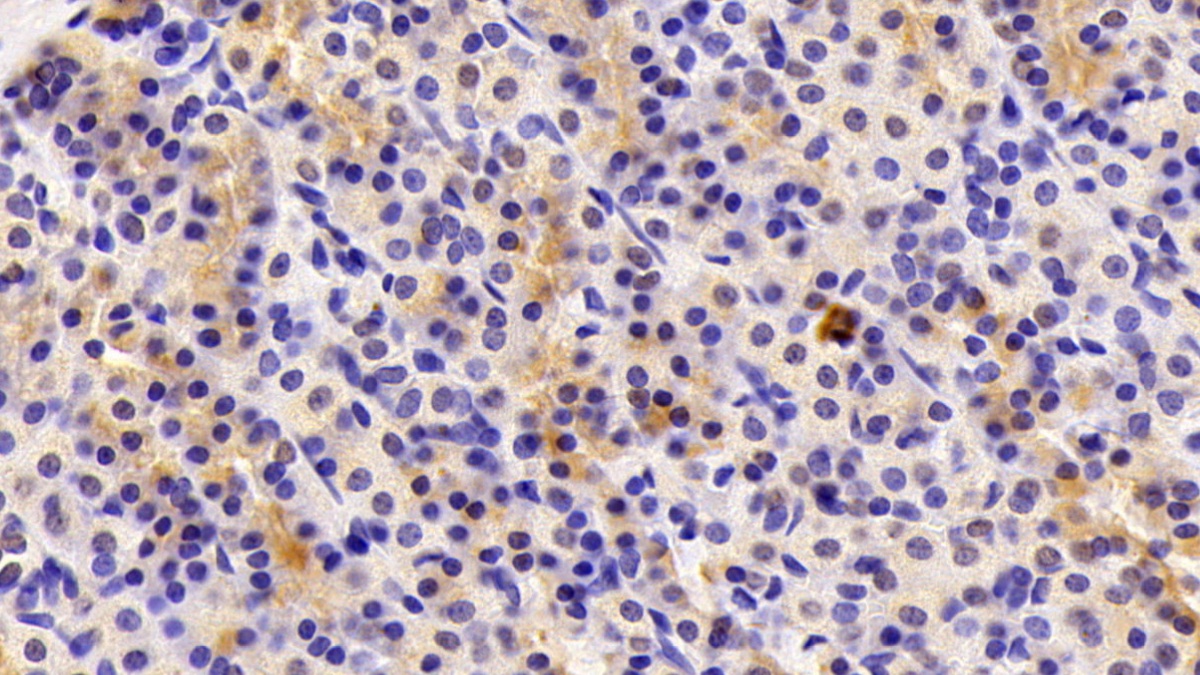 Coiled Coil Domain Containing Protein 80 (CCDC80) Rat Polyclonal Antibody
