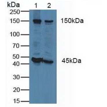 Flightless I Homolog (FLII) Human Polyclonal Antibody