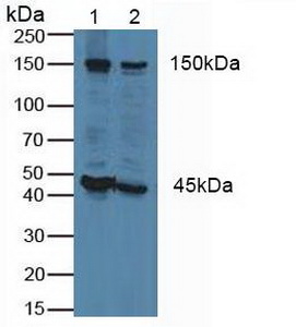 Flightless I Homolog (FLII) Human Polyclonal Antibody