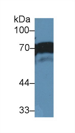 Numb Homolog (NUMB) Human Polyclonal Antibody