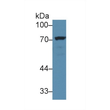 Numb Homolog (NUMB) Mouse Polyclonal Antibody