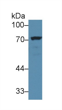 Numb Homolog (NUMB) Mouse Polyclonal Antibody