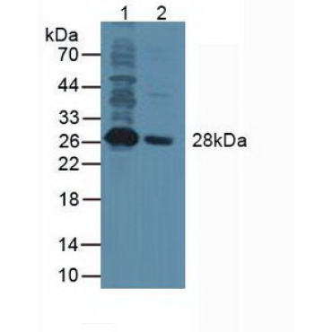 NANOG Homeobox Protein (NANOG) Human Polyclonal Antibody