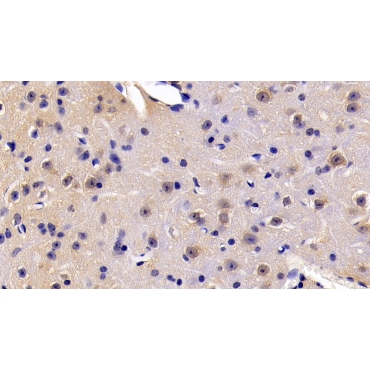 Fas Associating Death Domain Containing Protein (FADD) Mouse Polyclonal Antibody