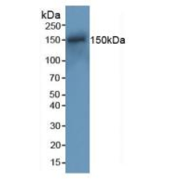 DNA Repair Protein RAD50 (RAD50) Mouse Polyclonal Antibody