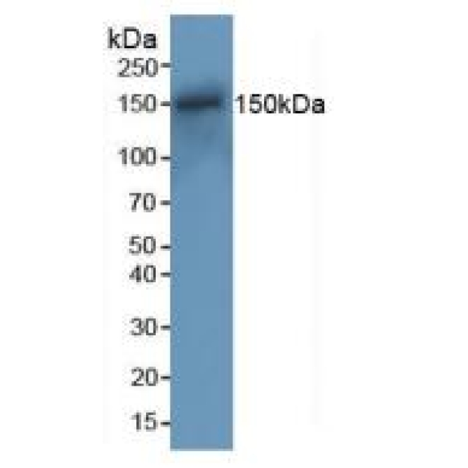 DNA Repair Protein RAD50 (RAD50) Mouse Polyclonal Antibody
