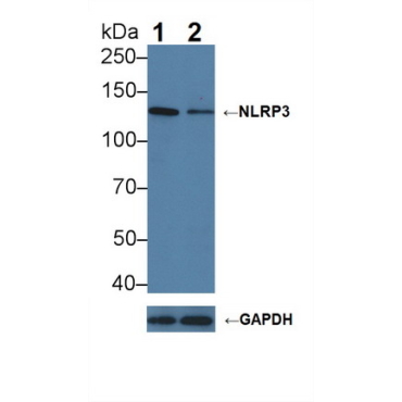 NLR Family, Pyrin Domain Containing Protein 3 (NLRP3) Mouse Polyclonal Antibody