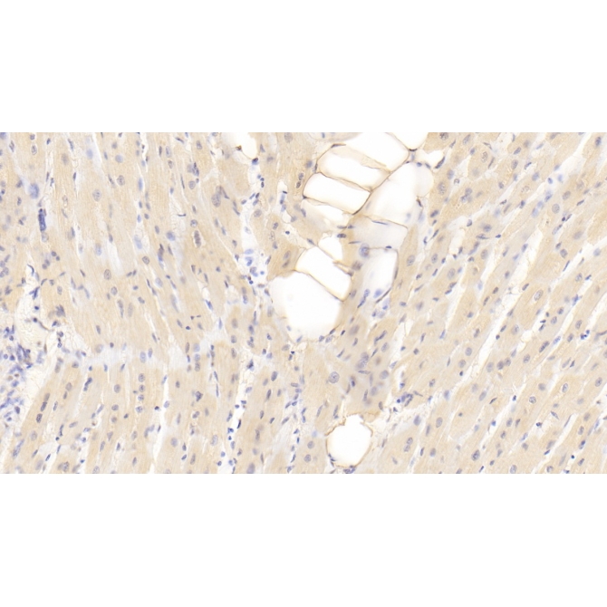 DnaJ/HSP40 Homolog Subfamily C, Member 12 (DNAJC12) Human Polyclonal Antibody