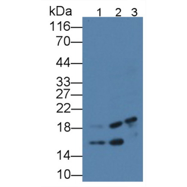 L-Threonine Dehydrogenase (TDH) Human Polyclonal Antibody