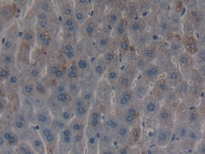 A Disintegrin And Metalloproteinase With Thrombospondin 2 (ADAMTS2) Mouse Polyclonal Antibody