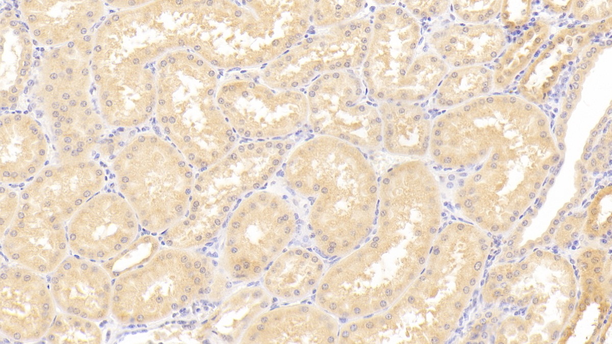 A Disintegrin And Metalloproteinase With Thrombospondin 9 (ADAMTS9) Human Polyclonal Antibody