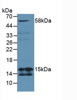 Succinate Dehydrogenase Complex Subunit D (SDHD) Mouse Polyclonal Antibody