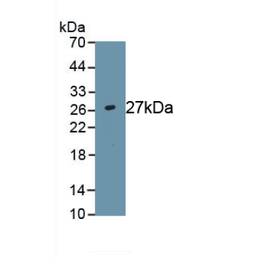 Hairy And Enhancer Of Split 1 (HES1) Mouse Polyclonal Antibody
