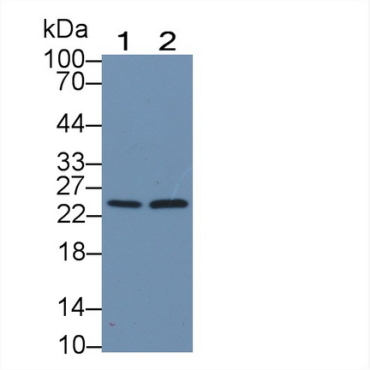 RAB5A, Member RAS Oncogene Family (RAB5A) Human Polyclonal Antibody