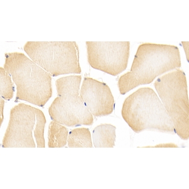 NODAL Modulator 1 (NOMO1) Human Polyclonal Antibody