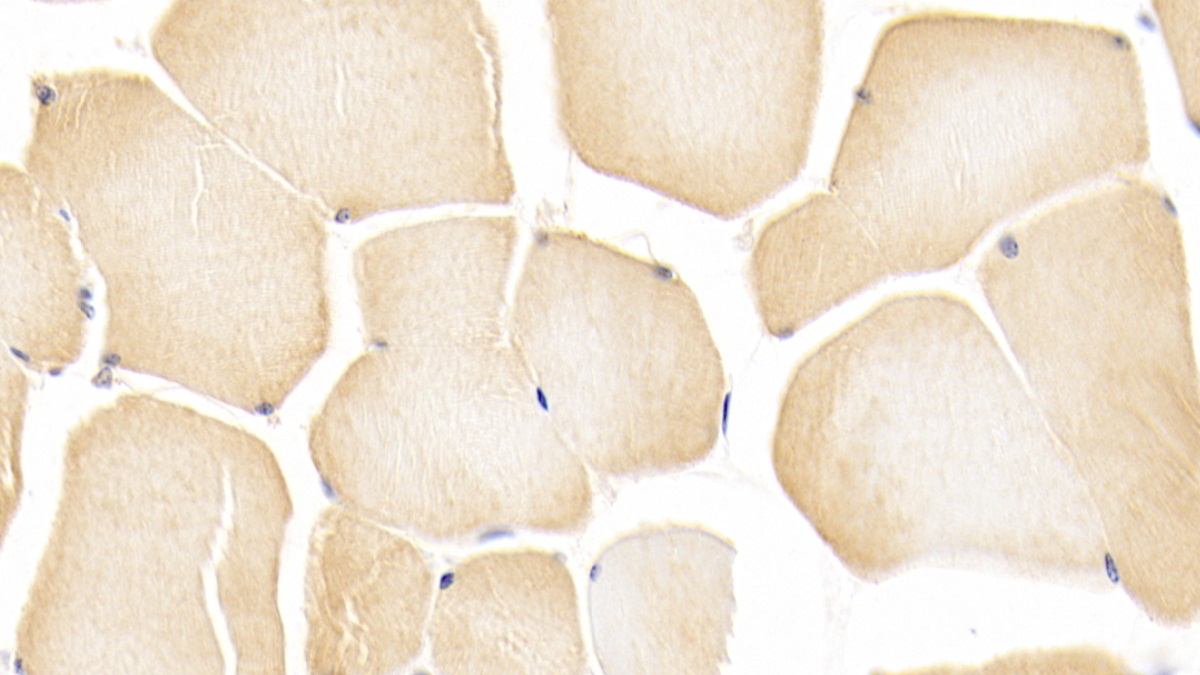 NODAL Modulator 1 (NOMO1) Human Polyclonal Antibody