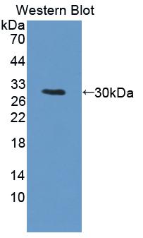 Protein Kinase, DNA Activated, Catalytic Polypeptide (PRKDC) Mouse Polyclonal Antibody