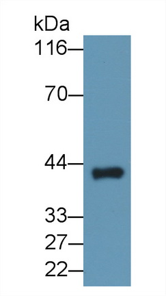 Transmembrane Protein 27 (TMEM27) Mouse Polyclonal Antibody