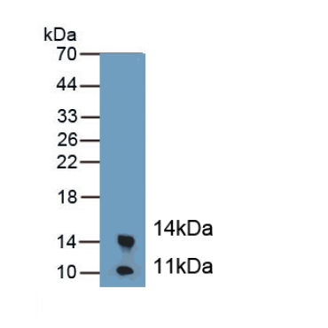 Calprotectin (CALPRO) Mouse Polyclonal Antibody