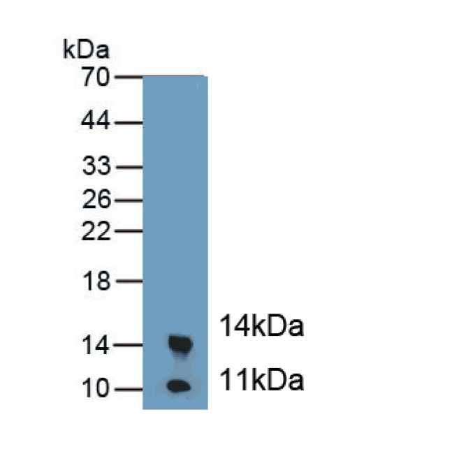 Calprotectin (CALPRO) Mouse Polyclonal Antibody