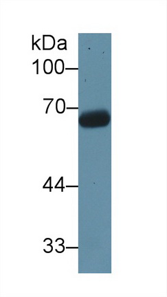 T-Kininogen 1 (KNT1) Rat Polyclonal Antibody