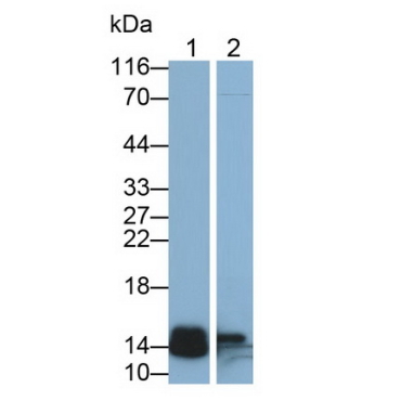Regenerating Islet Derived Protein 3 Beta (REG3b) Mouse Polyclonal Antibody