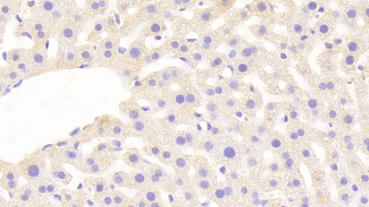 Sprouty Homolog 3 (SPRY3) Mouse Polyclonal Antibody