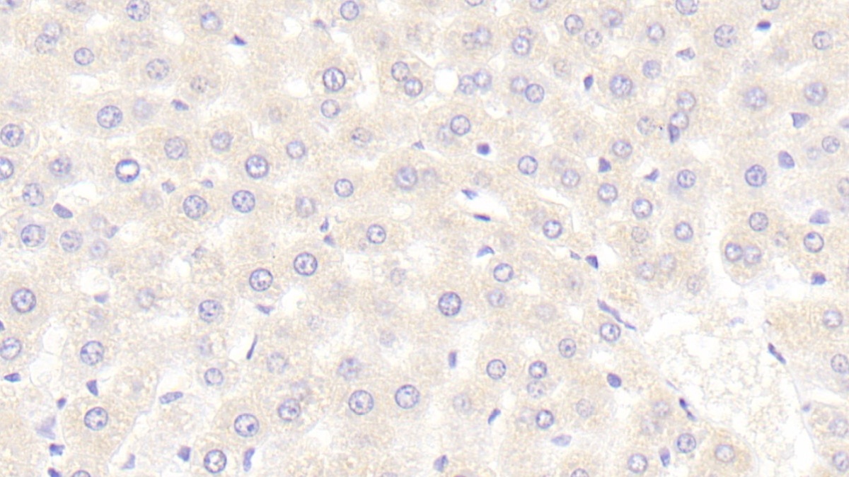 Sprouty Homolog 3 (SPRY3) Rat Polyclonal Antibody
