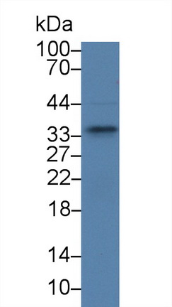 Sprouty Homolog 2 (SPRY2) Rat Polyclonal Antibody
