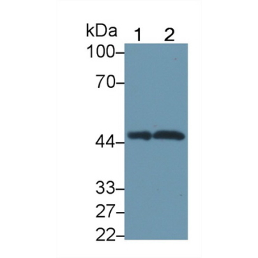 Sprouty Related, EVH1 Domain Containing Protein 2 (SPRED2) Human Polyclonal Antibody