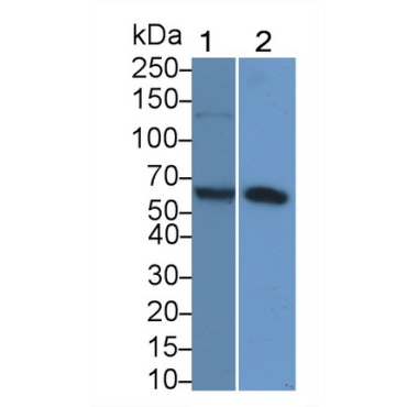 Sal Like Protein 4 (SALL4) Human Polyclonal Antibody