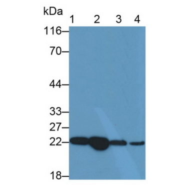 Parkinson Disease Protein 7 (PARK7) Mouse Polyclonal Antibody