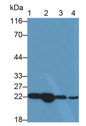 Parkinson Disease Protein 7 (PARK7) Mouse Polyclonal Antibody