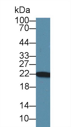 Parkinson Disease Protein 7 (PARK7) Rat Polyclonal Antibody