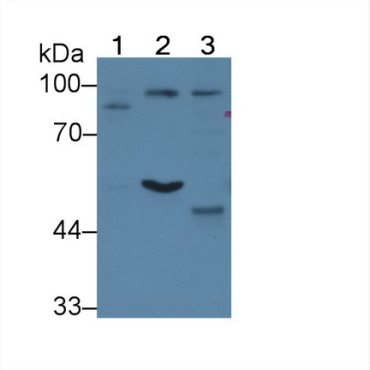 WW Domain Containing E3 Ubiquitin Protein Ligase 2 (WWP2) Human Polyclonal Antibody