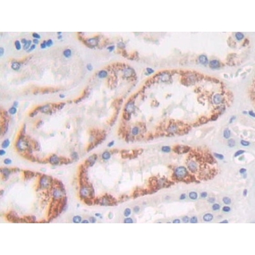 Fibroblast Growth Factor Receptor Like Protein 1 (FGFRL1) Human Polyclonal Antibody