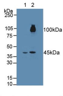 Fibroblast Growth Factor Receptor Like Protein 1 (FGFRL1) Rat Polyclonal Antibody