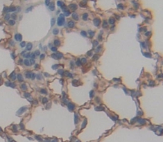 Notch Homolog 4 (NOTCH4) Rat Polyclonal Antibody