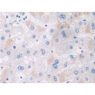 Adaptor Protein Phosphotyrosine Interaction PH Domain And leucine Zipper Containing Protein 1 (APPL1) Human Polyclonal Antibody
