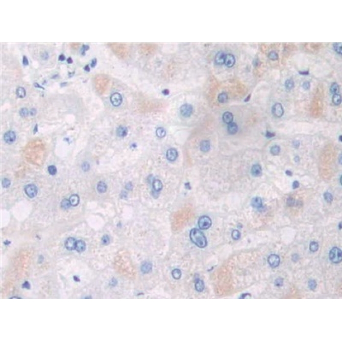 Adaptor Protein Phosphotyrosine Interaction PH Domain And leucine Zipper Containing Protein 1 (APPL1) Human Polyclonal Antibody